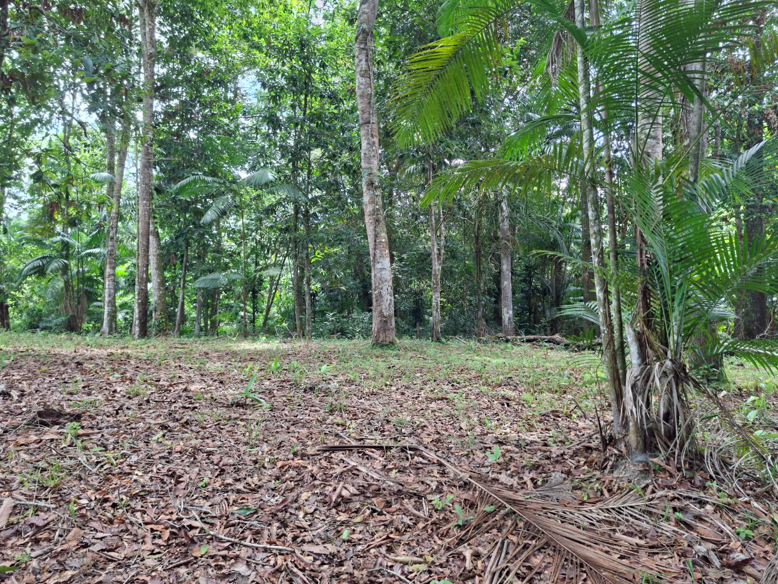 VENDE SÍTIO COM CASA - BARCARENA-PA