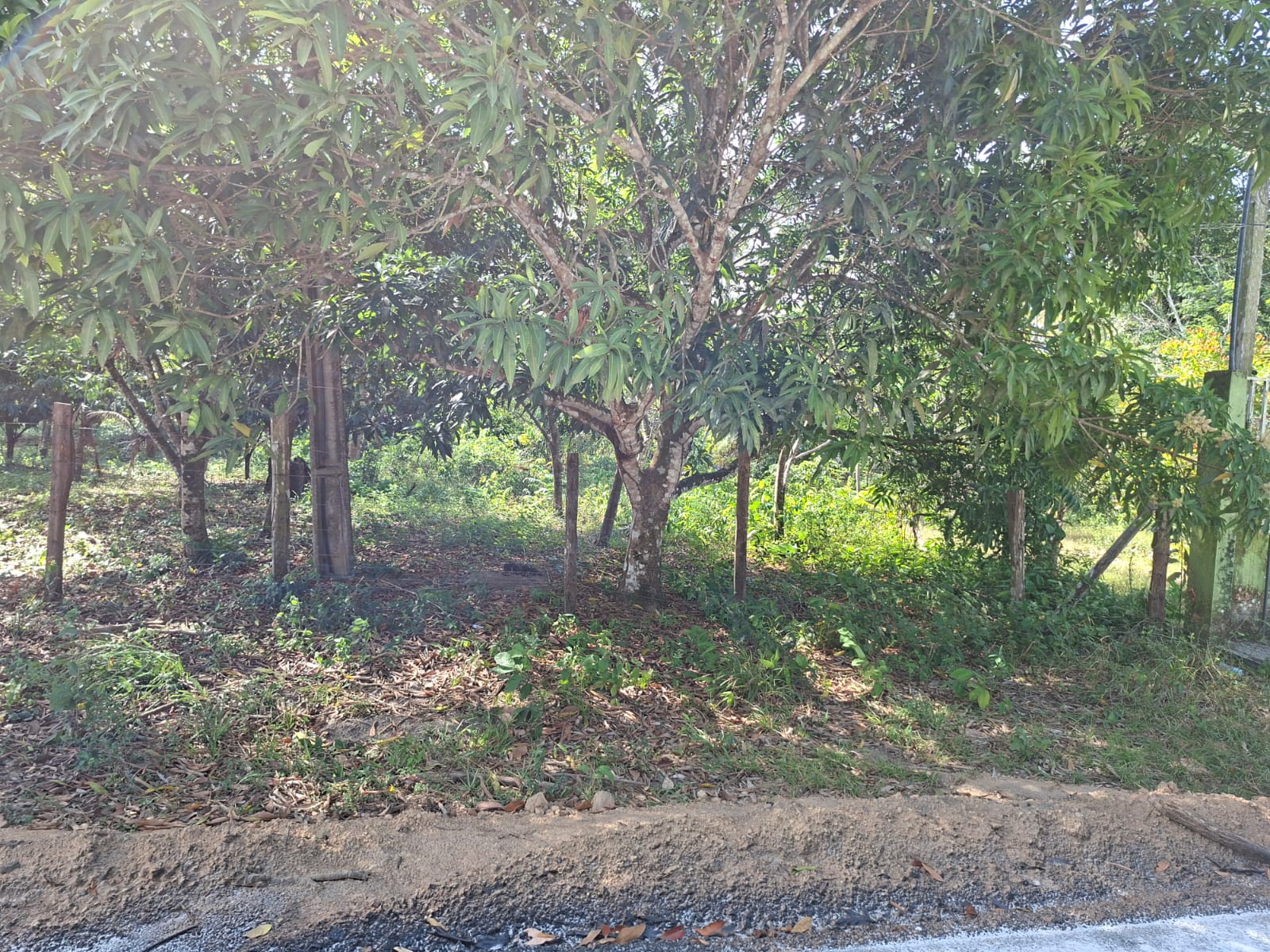 VENDO TERRENO MEDINDO 37 X 75 - BAIRRO FAZENDINHA - BARCARENA-PA.