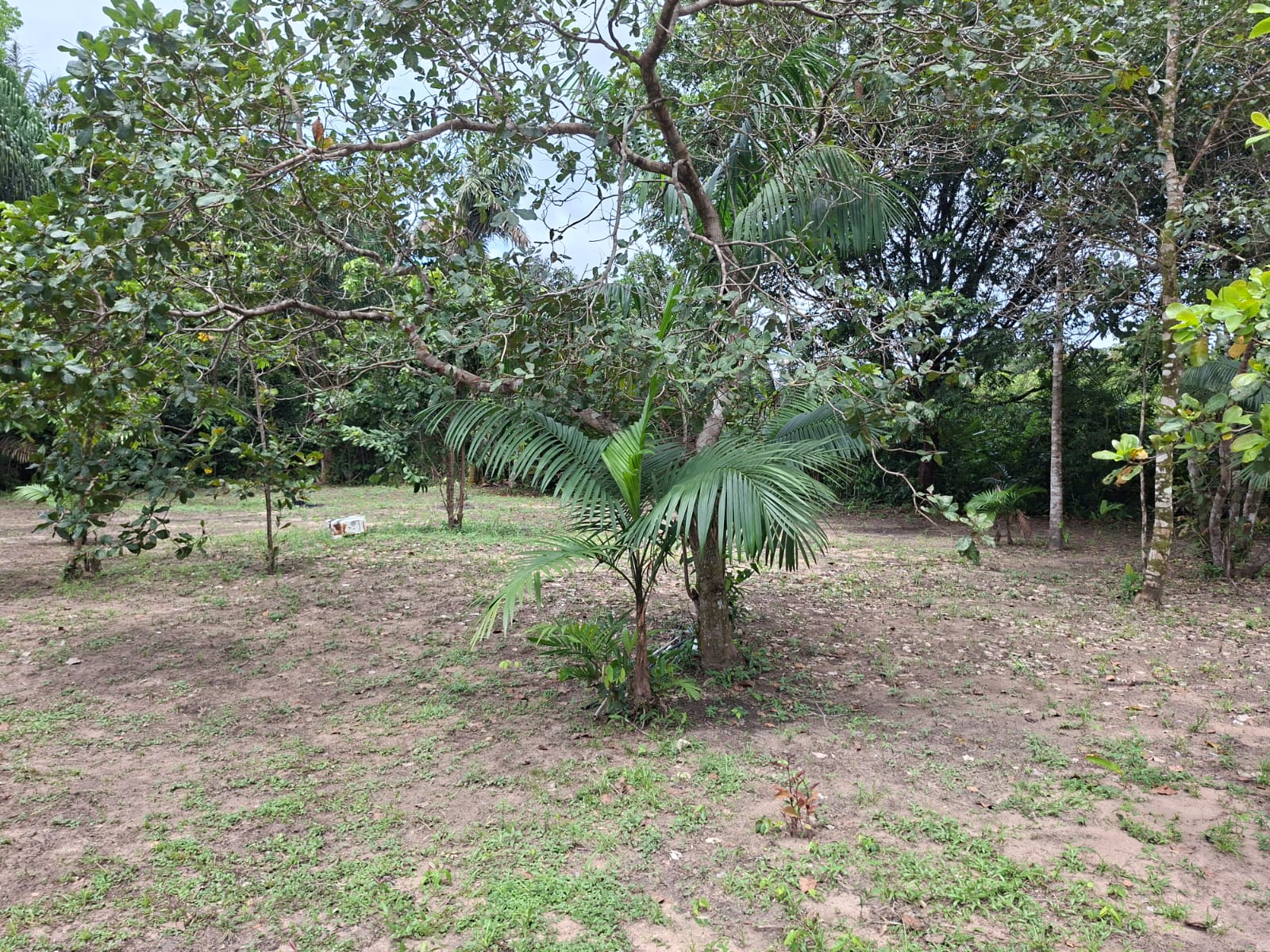 VENDO IMÓVEL RURAL COM CASA EM ALVENARIA – ÓTIMA OPORTUNIDADE DE INVESTIMENTO EM ABAETÉTUBA/PA