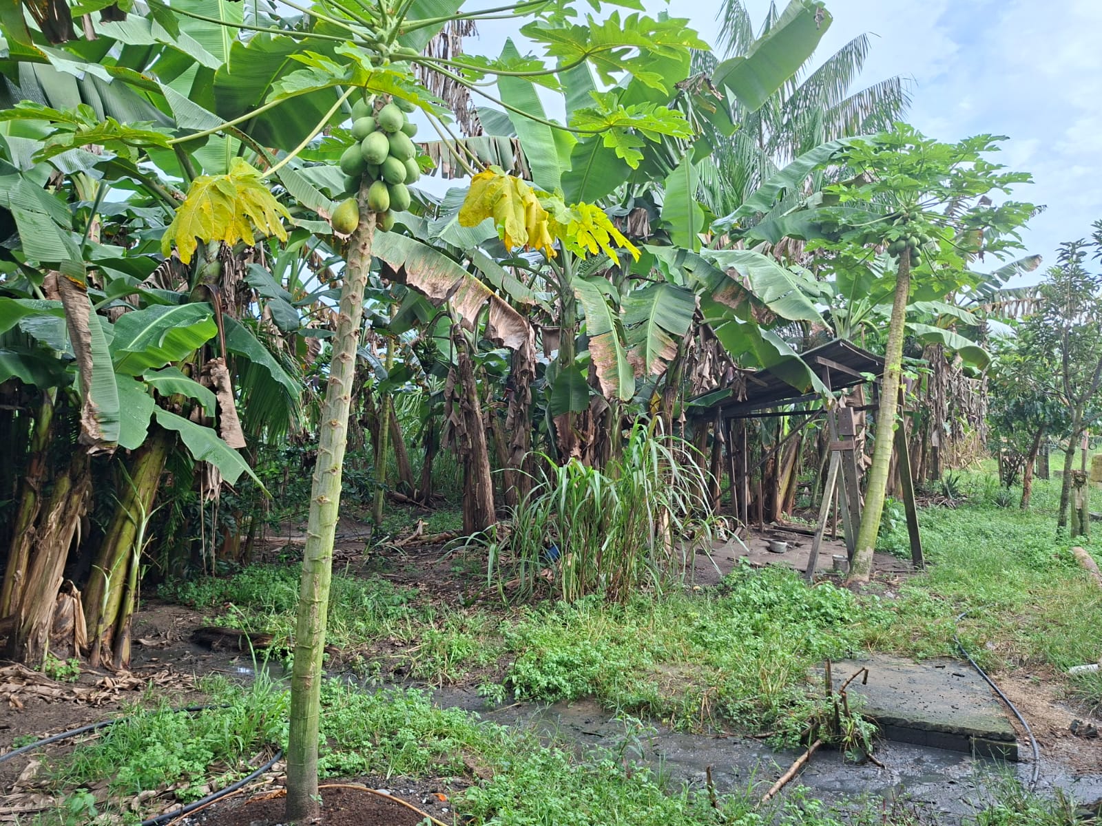 VENDO UM IMÓVEL TIPO SÍTIO, LOCALIZADO NO RAMAL MOJUQUARA, VILA DOS CABANOS, BARCARENA/PA.